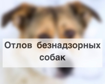 22 марта 2024 года планируется проведение мероприятия по отлову животных (собак) не имеющих владельцев.